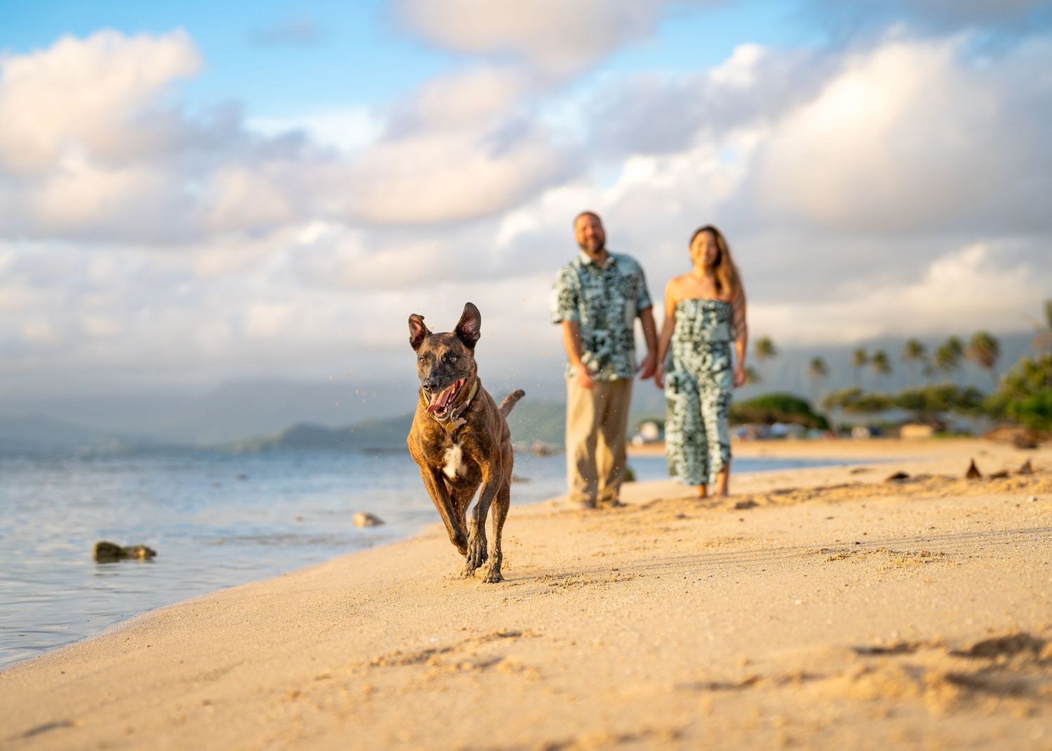Family photos with pets/dogs/cats- Paws for portraits Georgia and hawaii