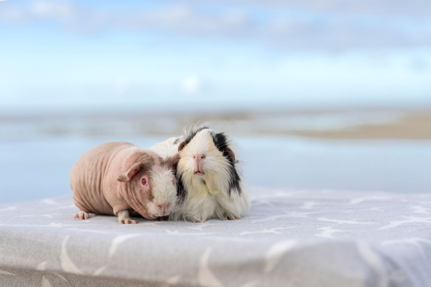 Pet photography- Oahu, HI- Paws for Portraits