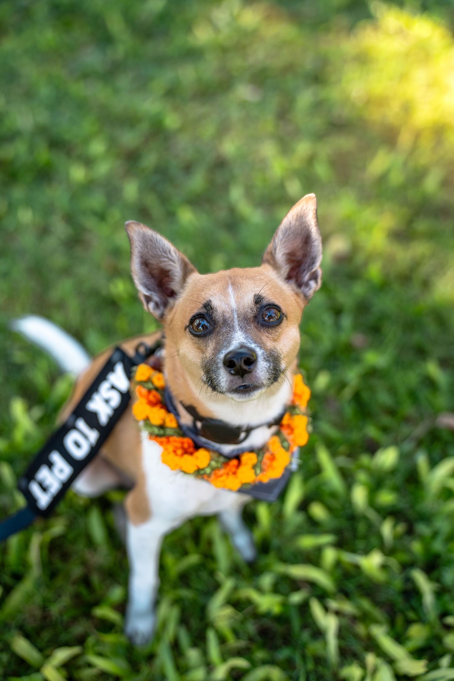 Dog photography- Event photography- pet photographer- paws for portraits- Oahu, HI- Pet walk