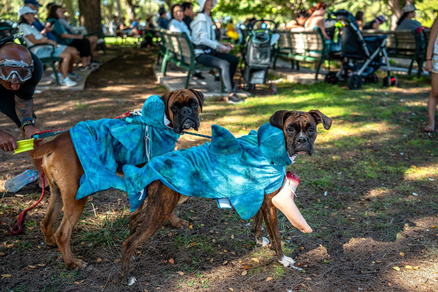 Hawaii humane society pet walk- paws for portraits