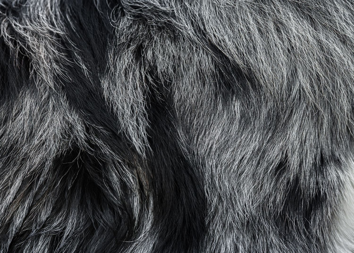 Dog fur photography- Paws for Portraits