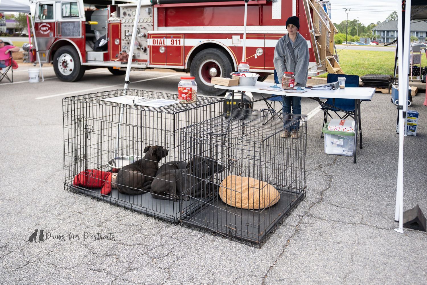 Adopted dog through peach county adoption event in Warner Robins, GA. Dog photography taken by paws for portraits