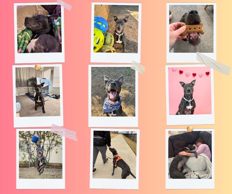 Foster dog- peaches marie- adoptable through paws in middle Goergia- Pittie mix
