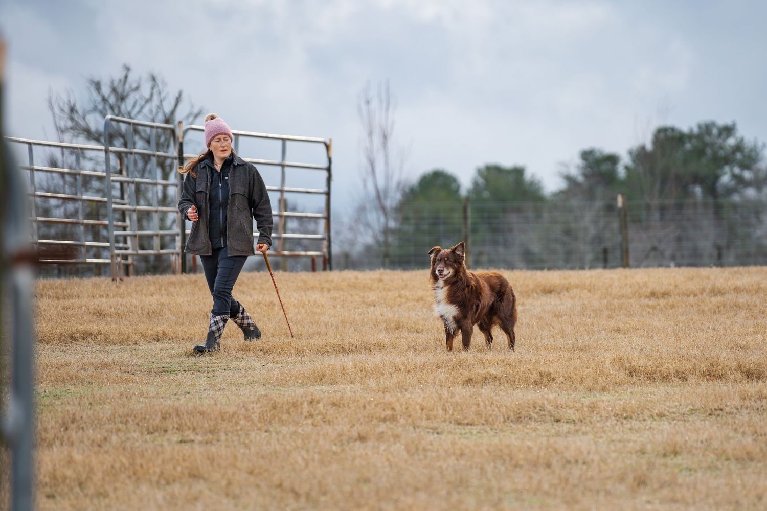 Herding photography- paws for portraits- Georgia dog photographer