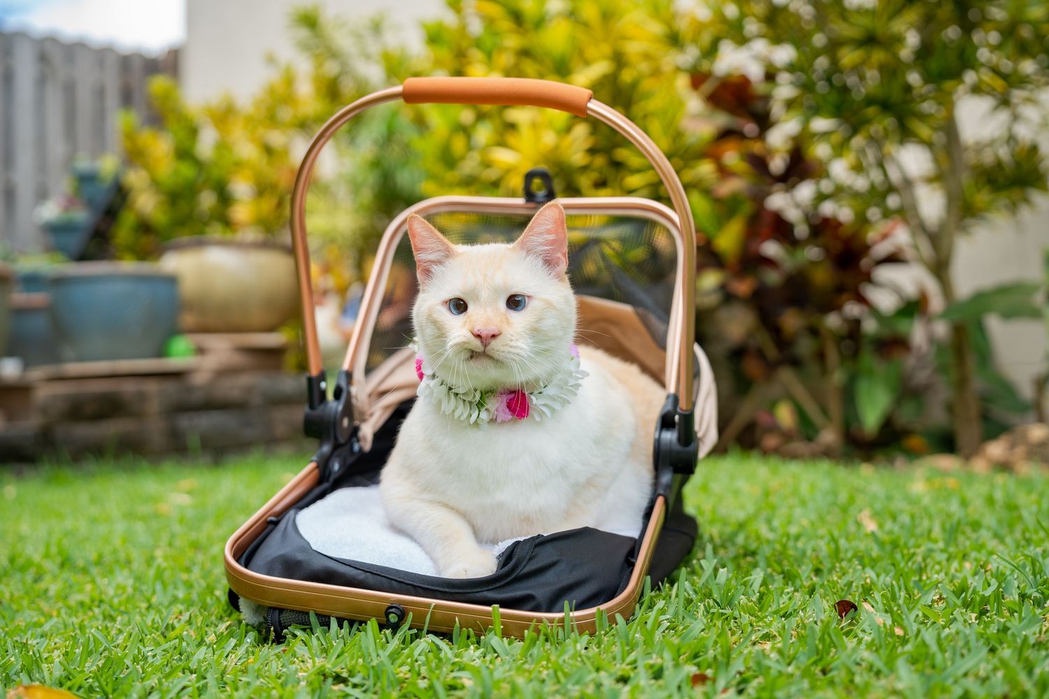 Cat photography- Paws for Portraits- Oahu and Georgia