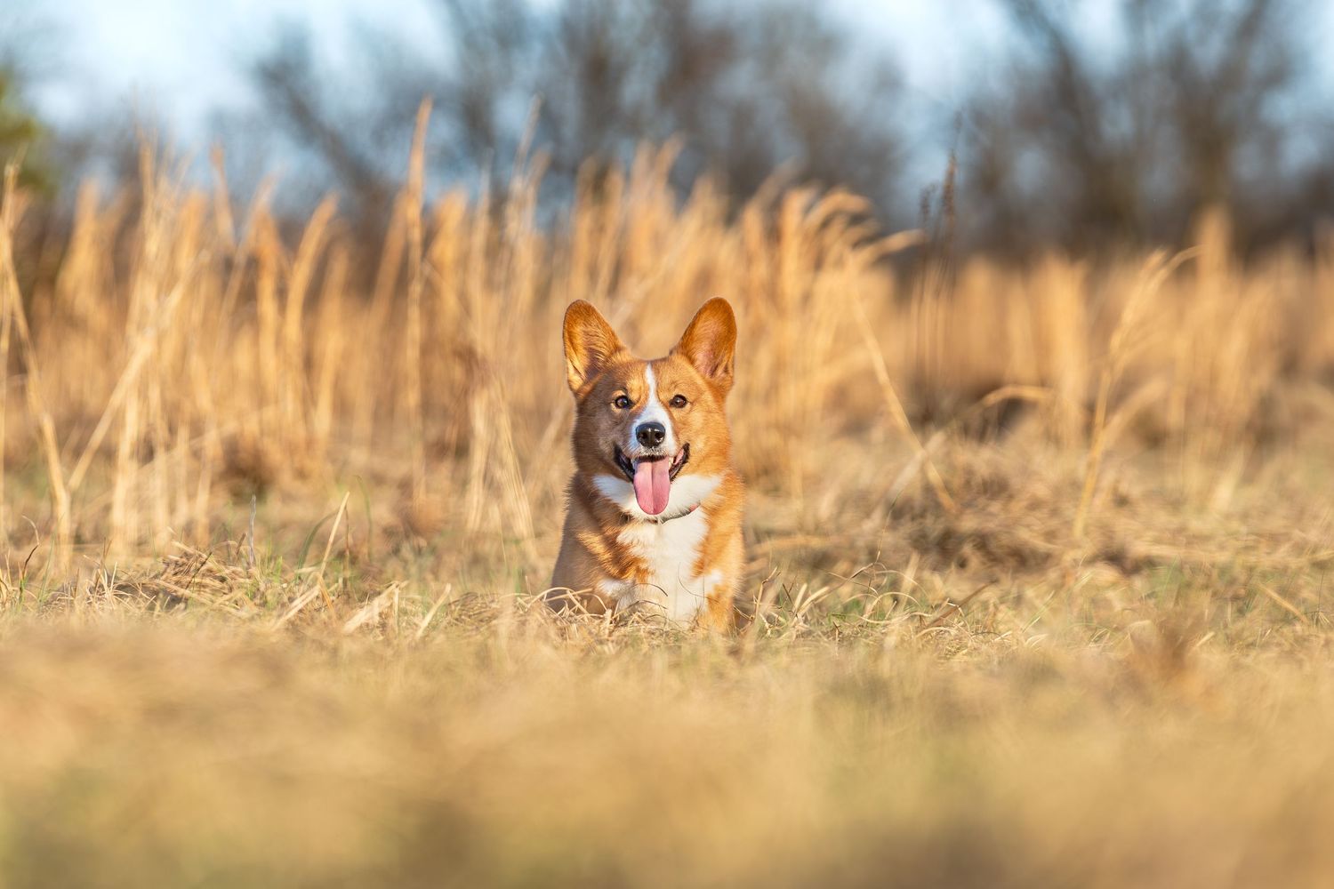 Dog photography- action photos of dogs- Paws for portraits- Georgia