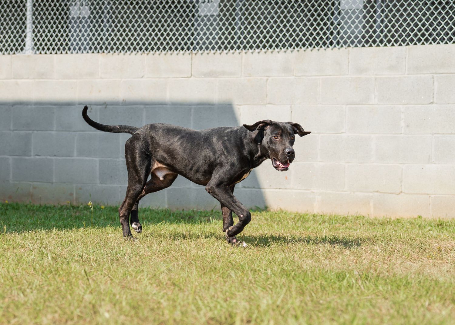 Great dane mix at the shelter- Warner Robins Animal Control