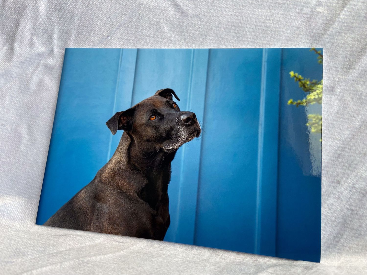 Paws for Portraits custom art work of pets