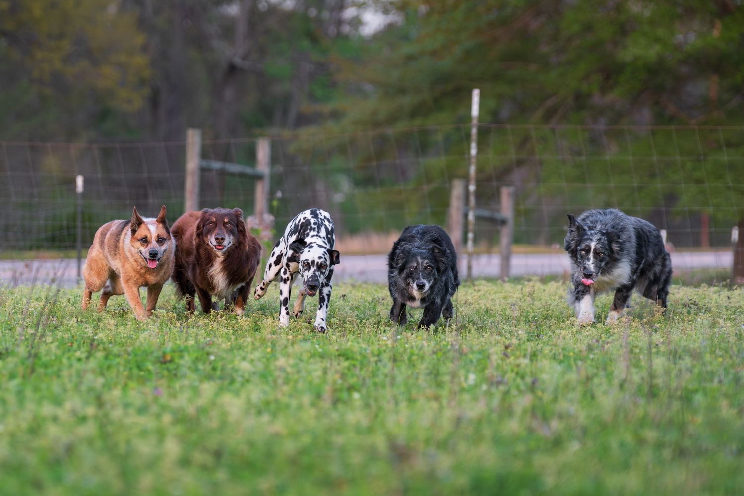 Dog photography- action photos of dogs- Paws for portraits- Georgia