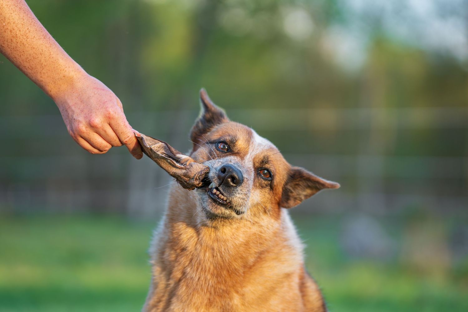 Commercial and small business pet/dog/cat photography- Paws for Portraits- Georgia- Hawaii