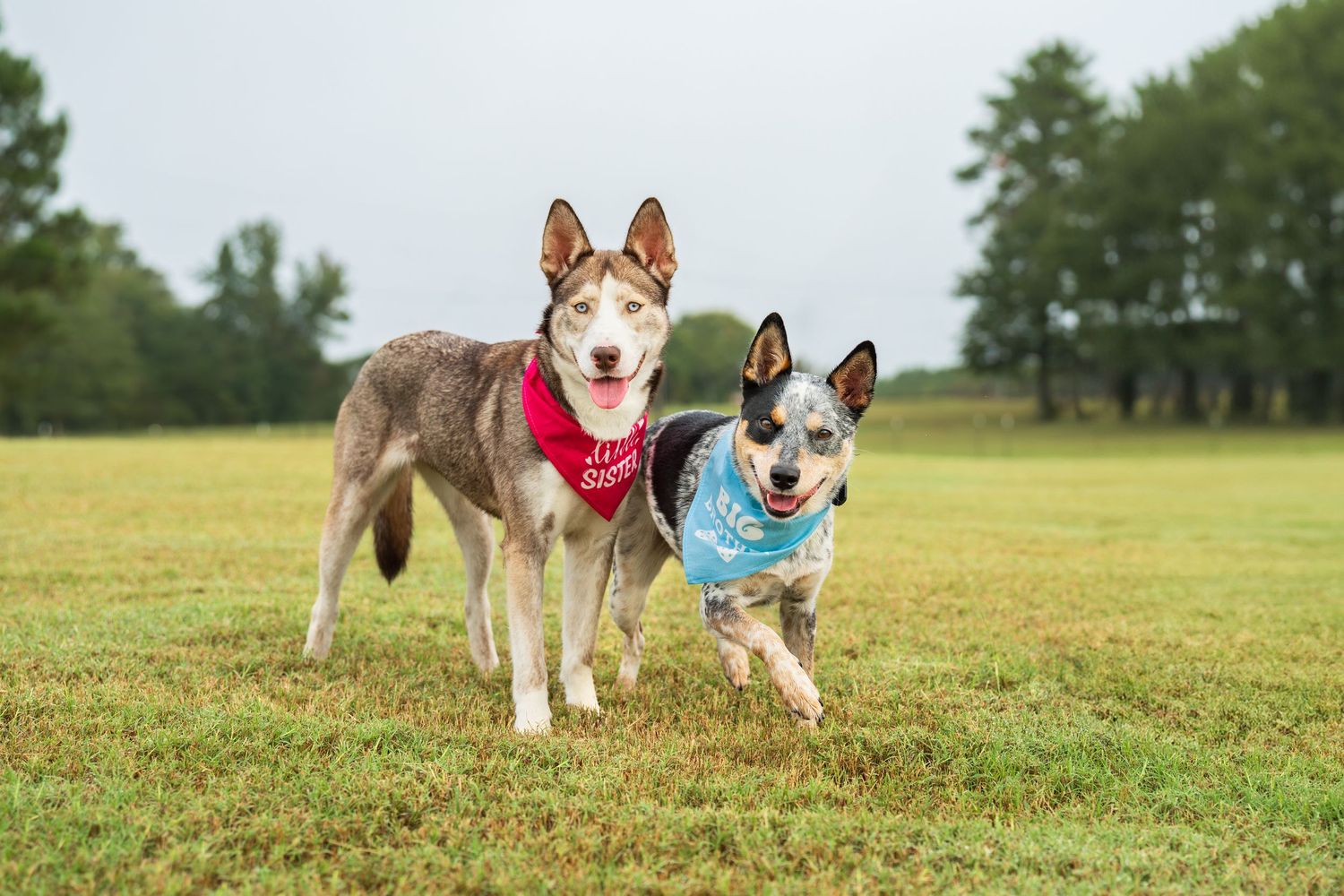Warner Robins rescue dog photoshoot