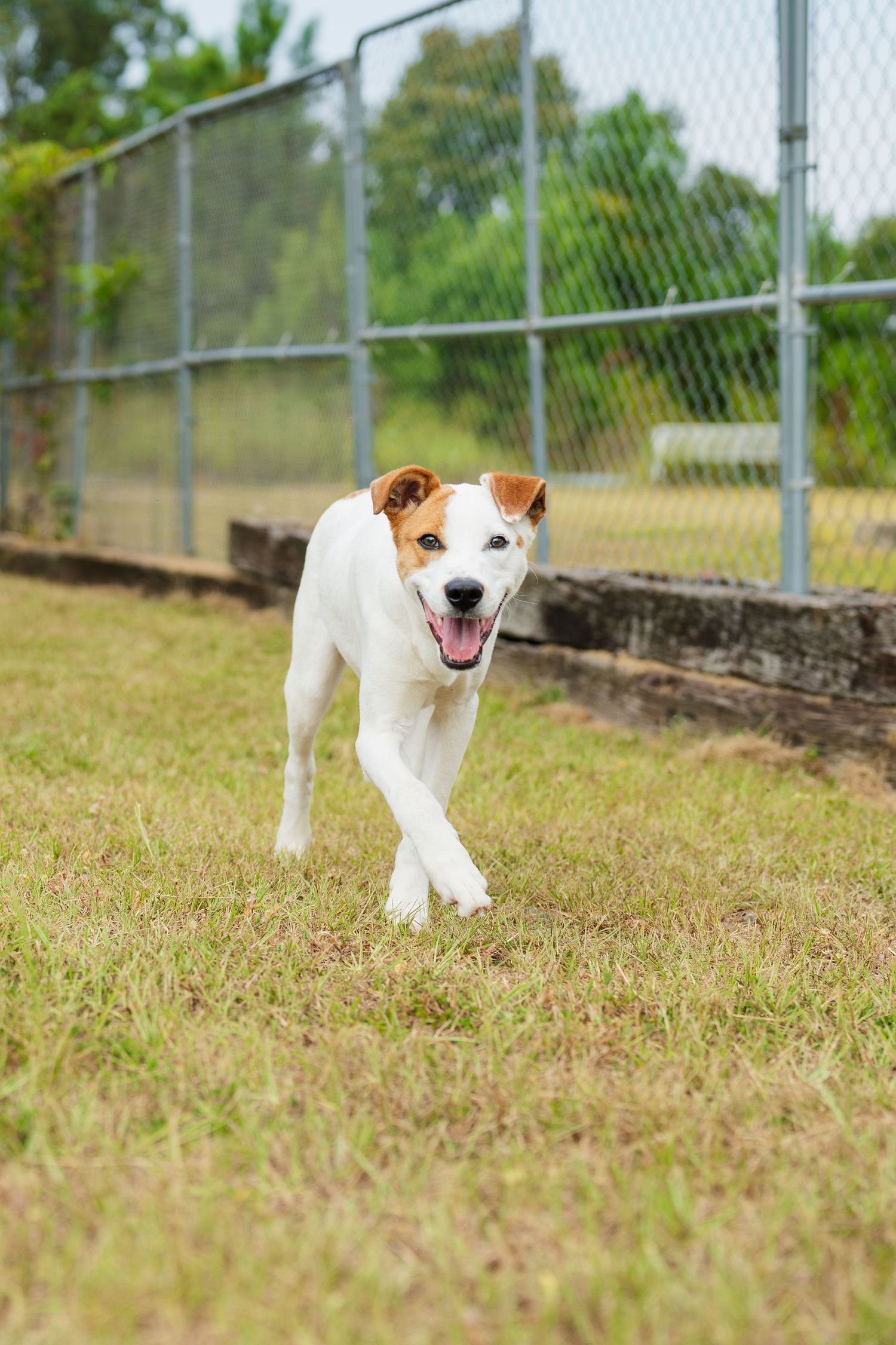 Mix breed at the shelter- Warner Robins Animal Control