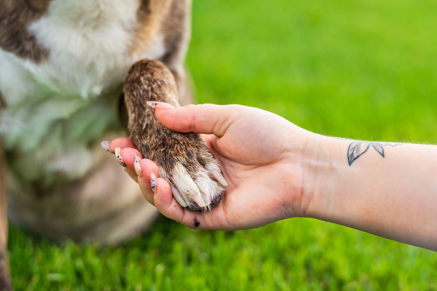 End of life session with a brow and white rescue dog holding the hand of it's owner