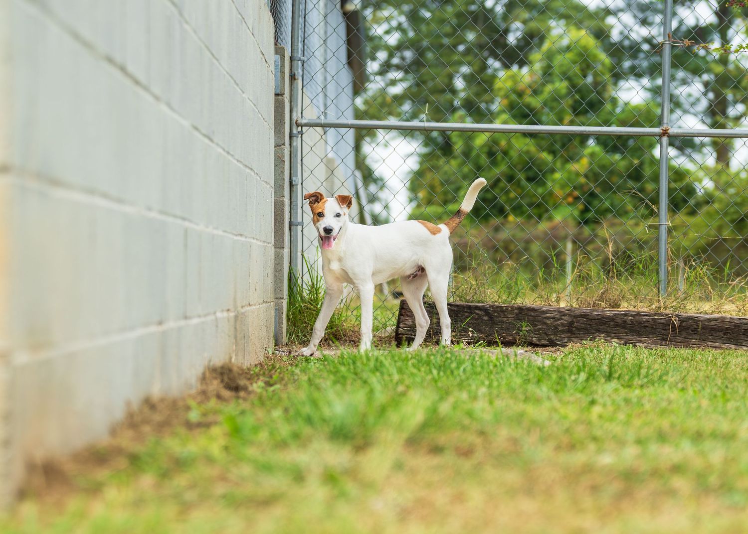 Mix breed at the shelter- Warner Robins Animal Control