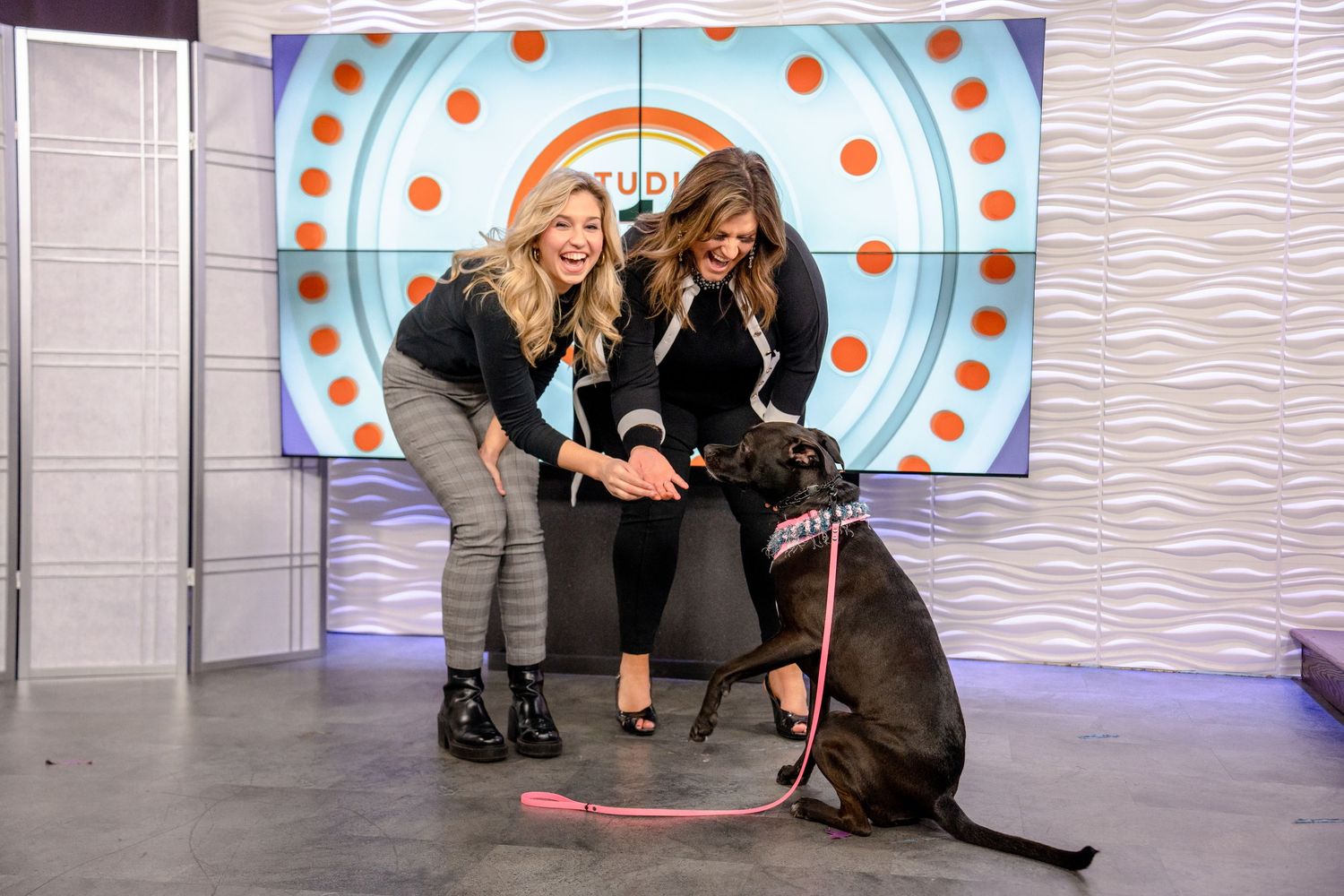 Paws for Portraits on WTAJ