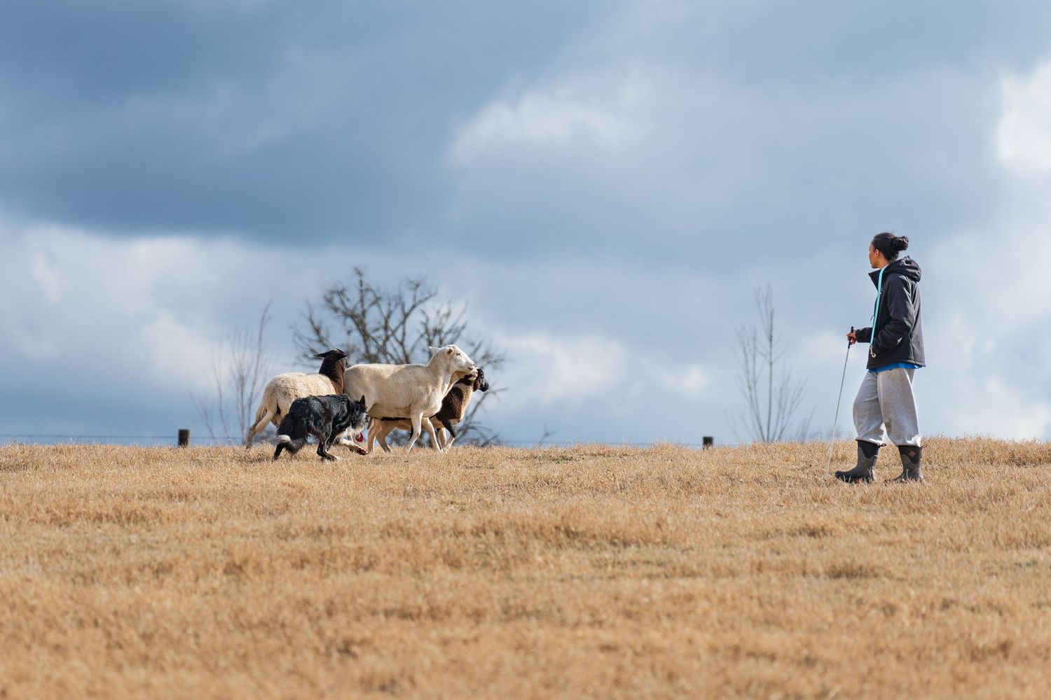 Herding photography- paws for portraits- Georgia dog photographer