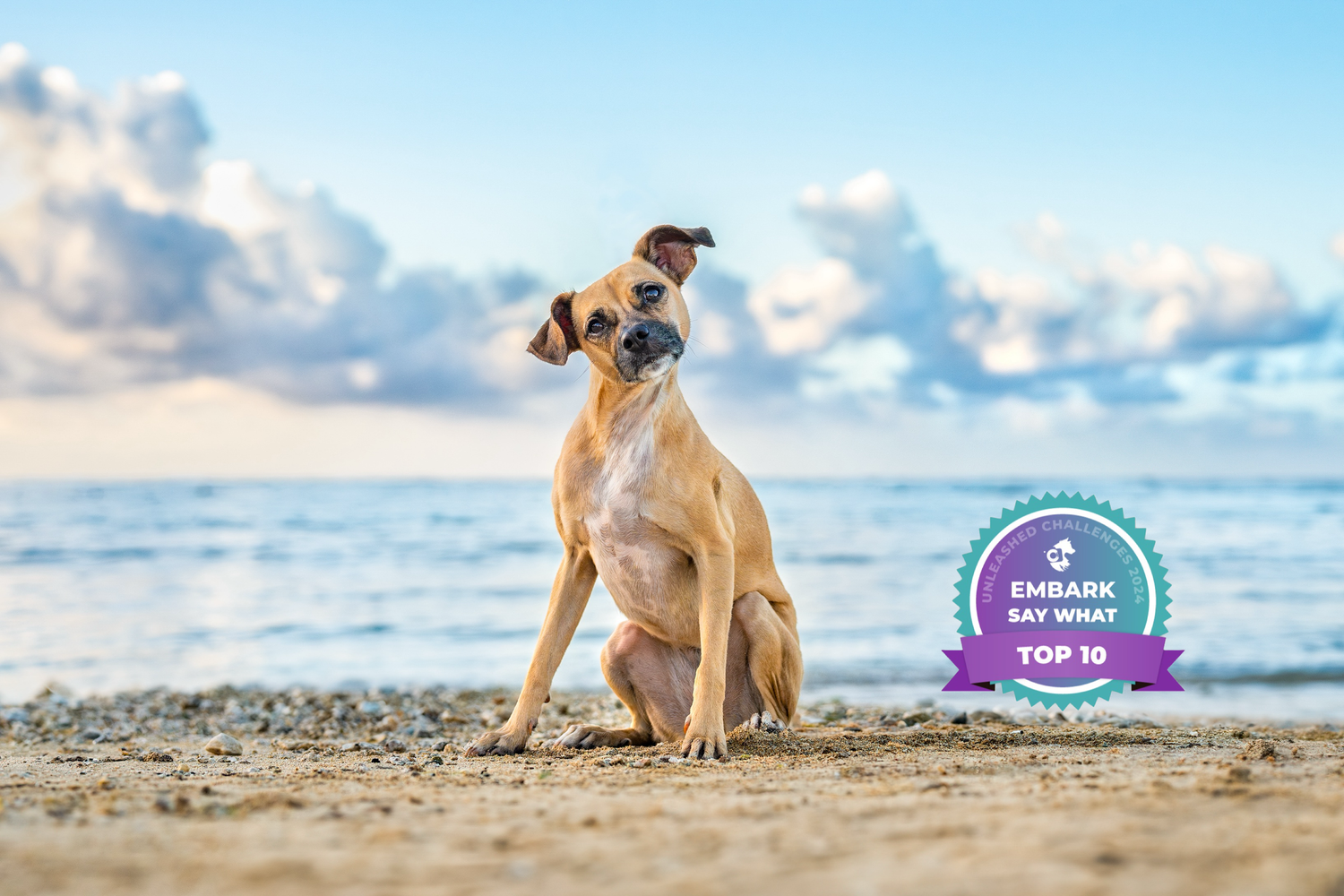 Embark- unleashed education winner- say what