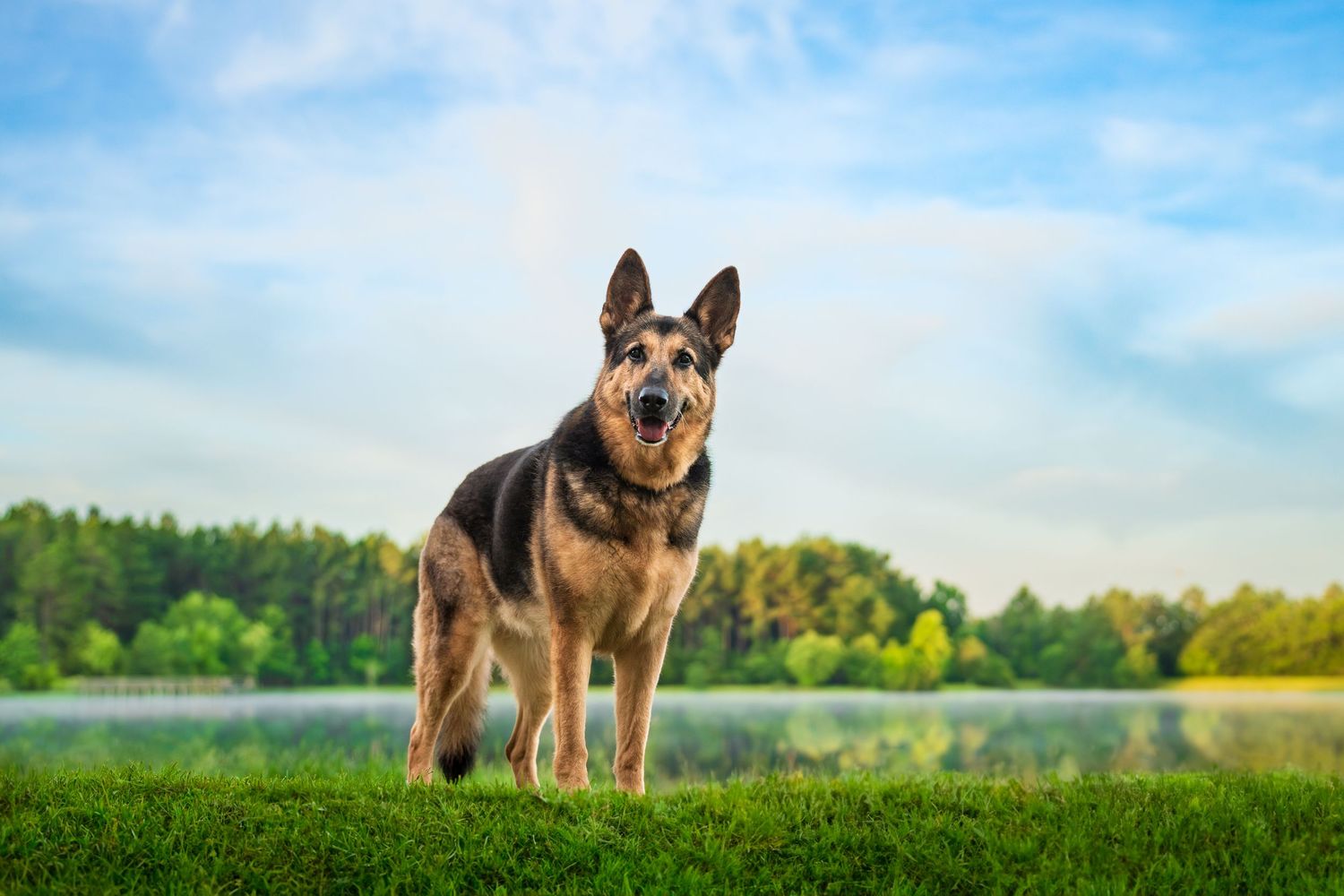 German Shepard standing by a pond on Robins, AFB
