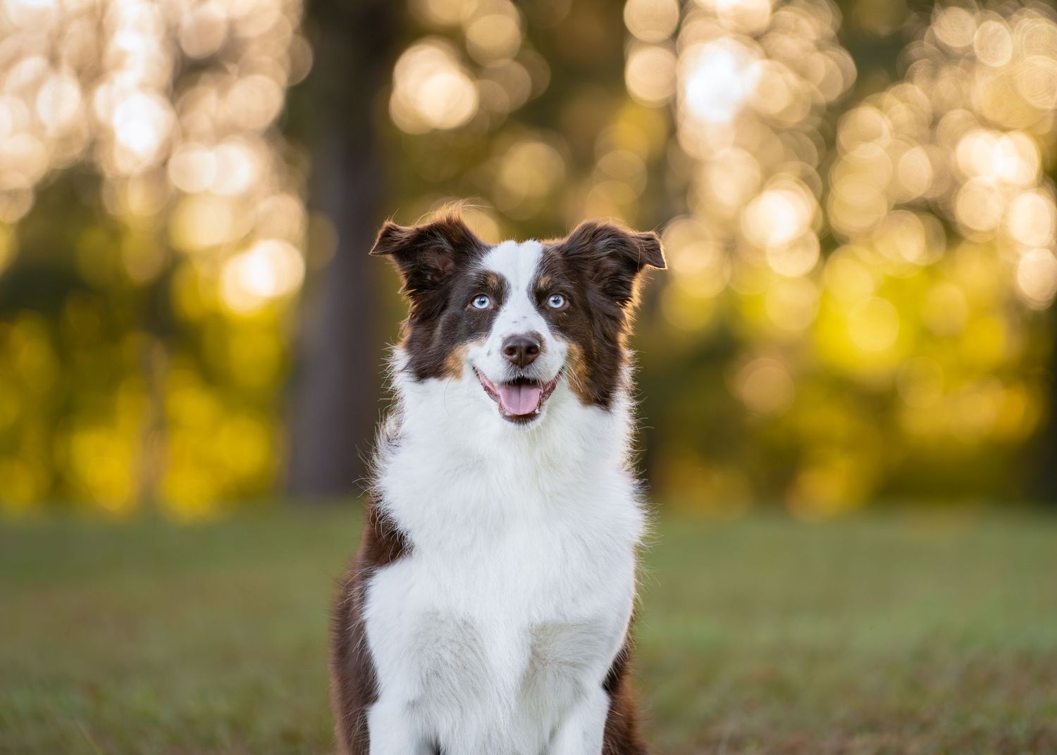 Stunning sunrise warm glowing image on a brown and white dog posing with a full smile at razor park perry, GA