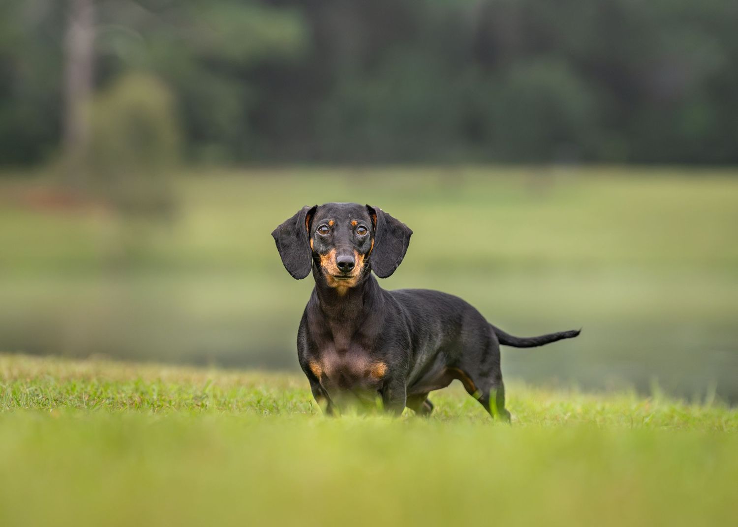 Black weiner dog posing by a pond in Middle Georgia for a dog photoshoot.
