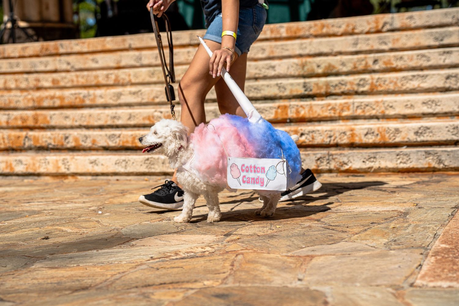Hawaii humane society pet walk- paws for portraits