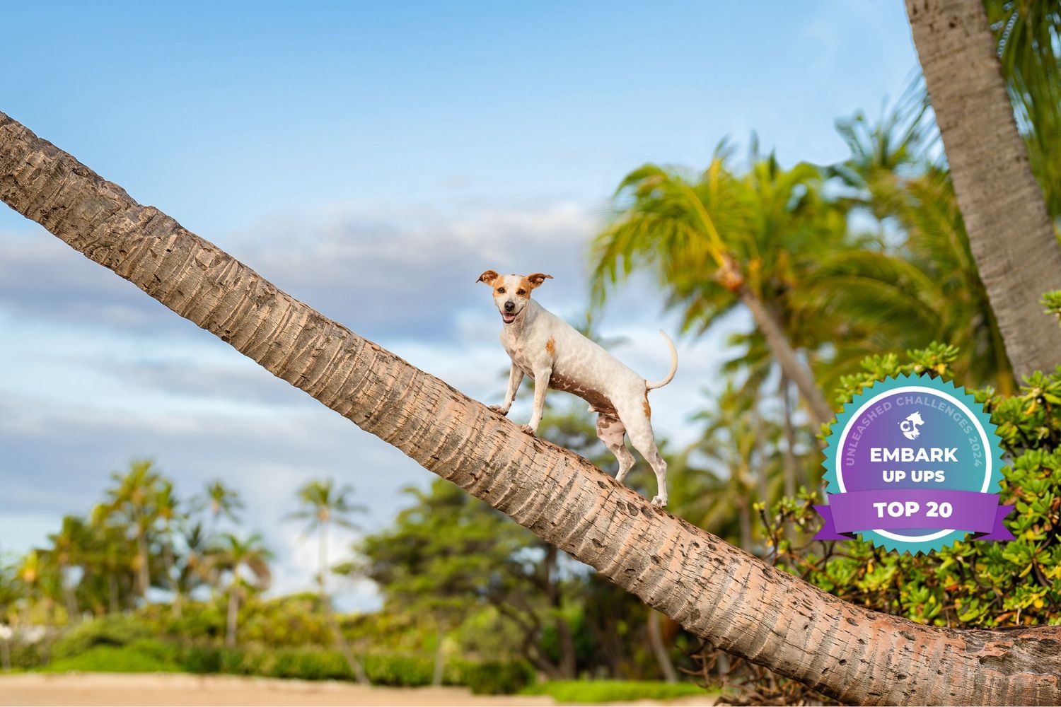 Embark- unleashed education winner- up up
