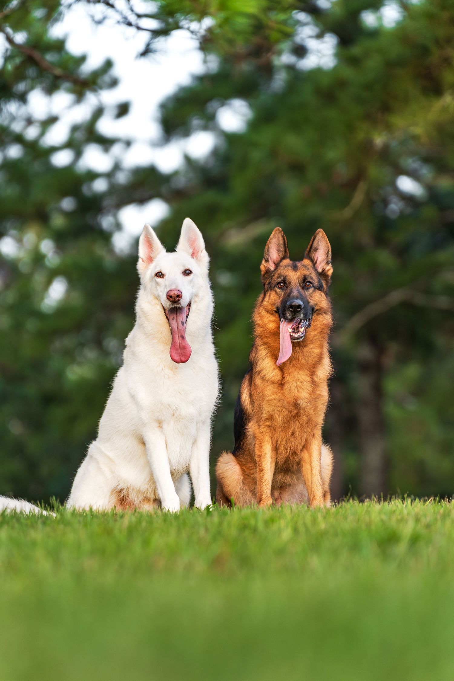 Two German shepards posing happily at pine needle park- Perry,GA