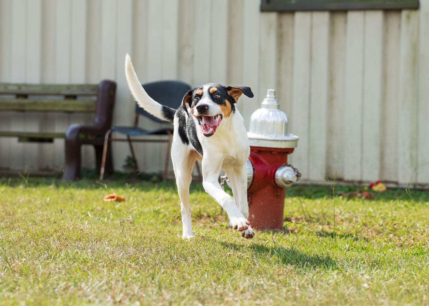 Mix breed at the shelter- Warner Robins Animal Control