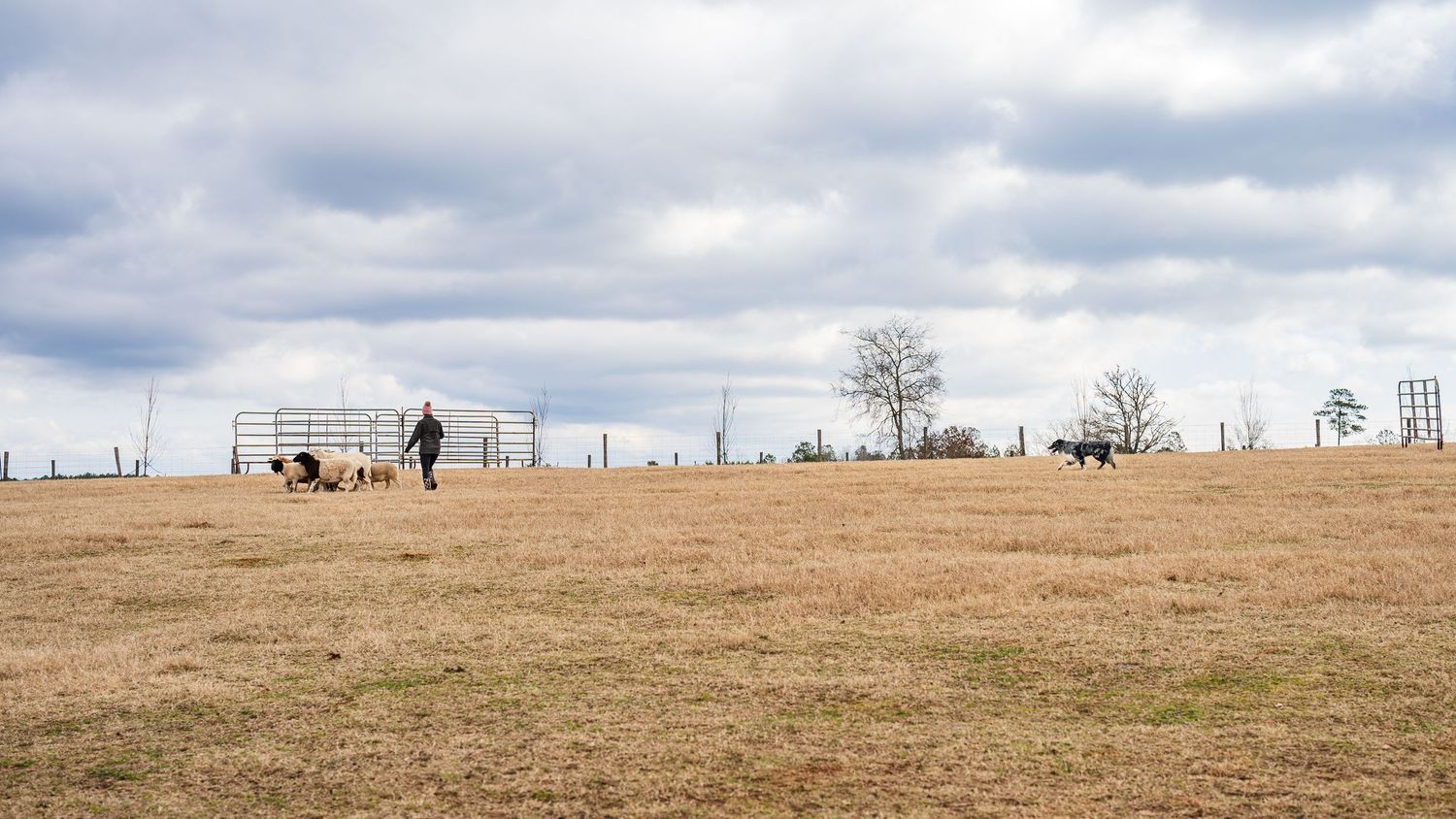 Herding photography- paws for portraits- Georgia dog photographer