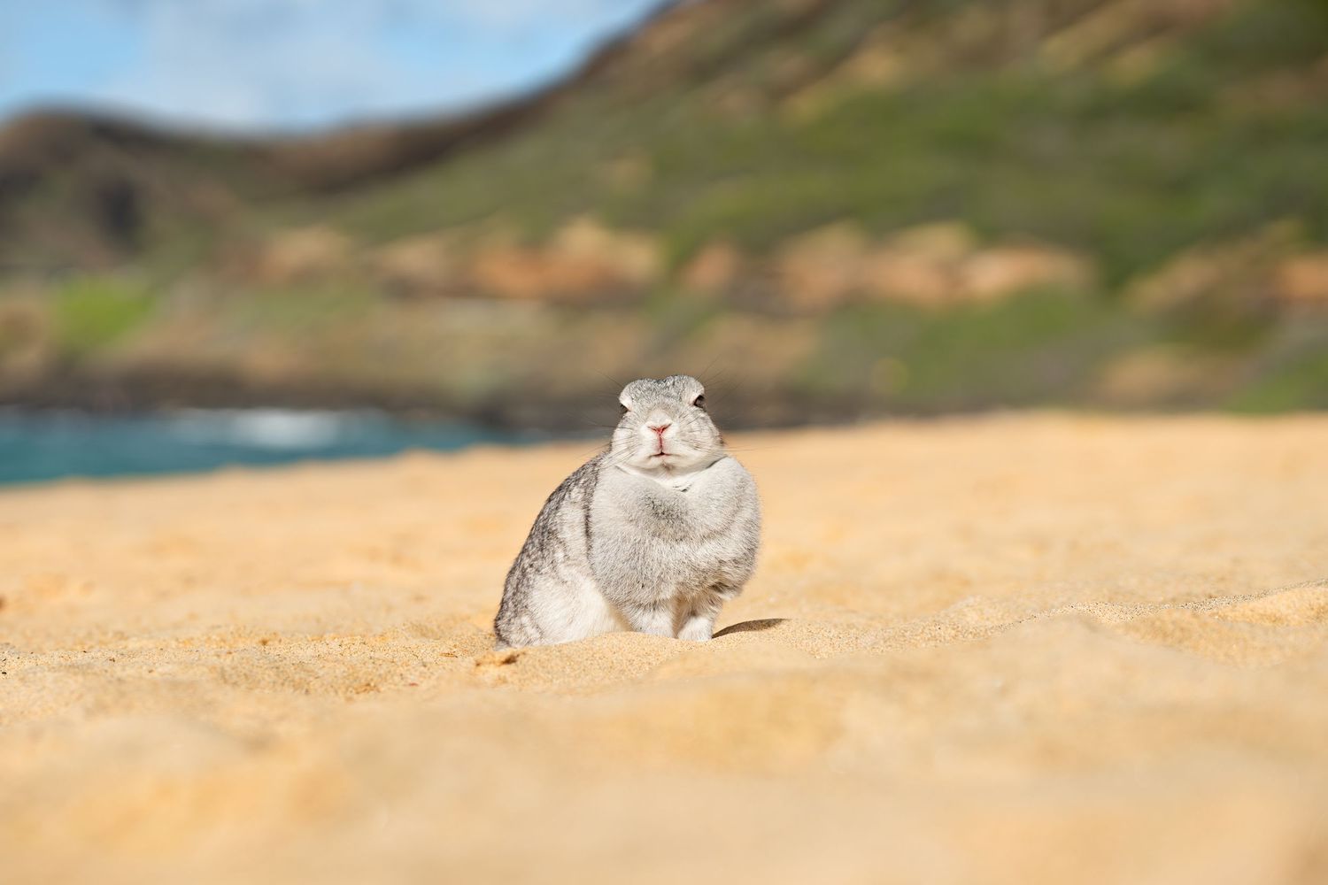 Pet photography- Oahu, HI- Paws for Portraits