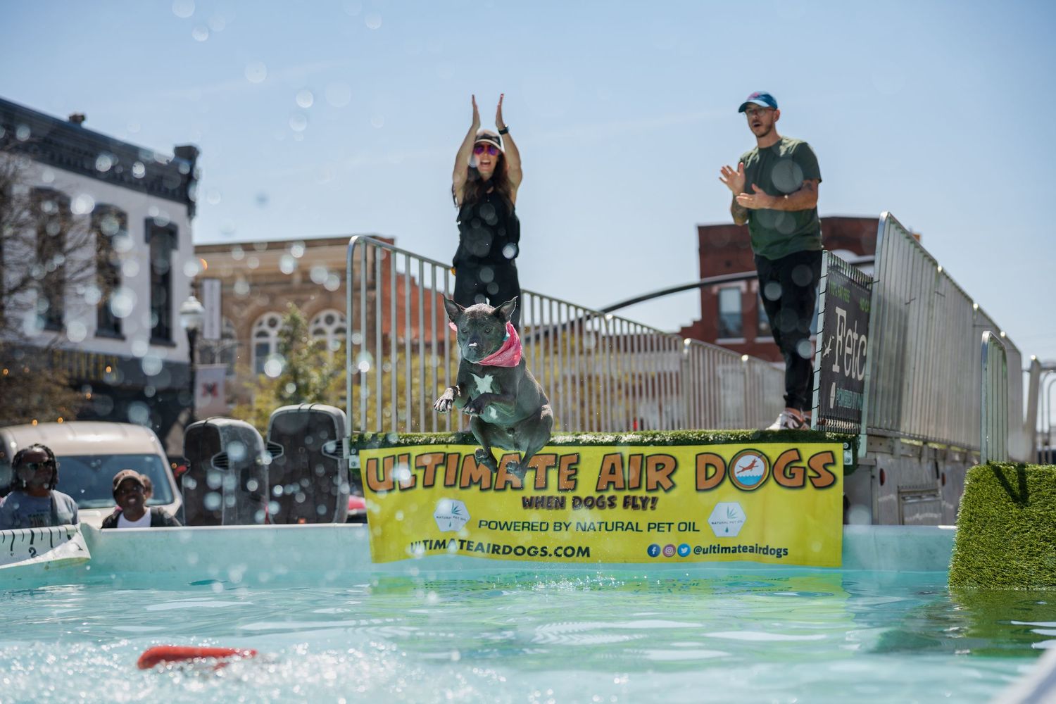 Dock diving- Paws for Portraits- cherry blossom festival Macon