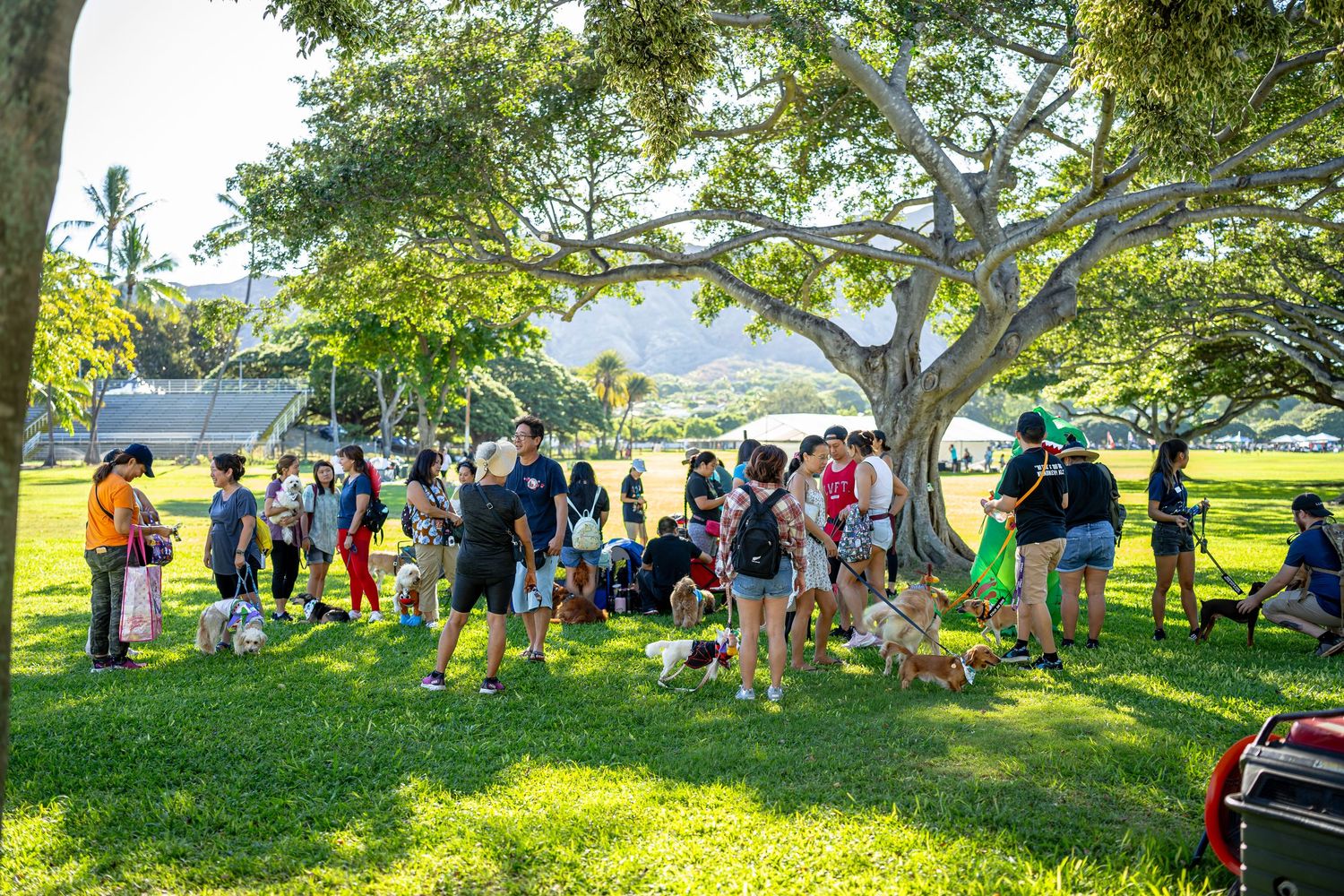 Hawaii humane society pet walk- paws for portraits