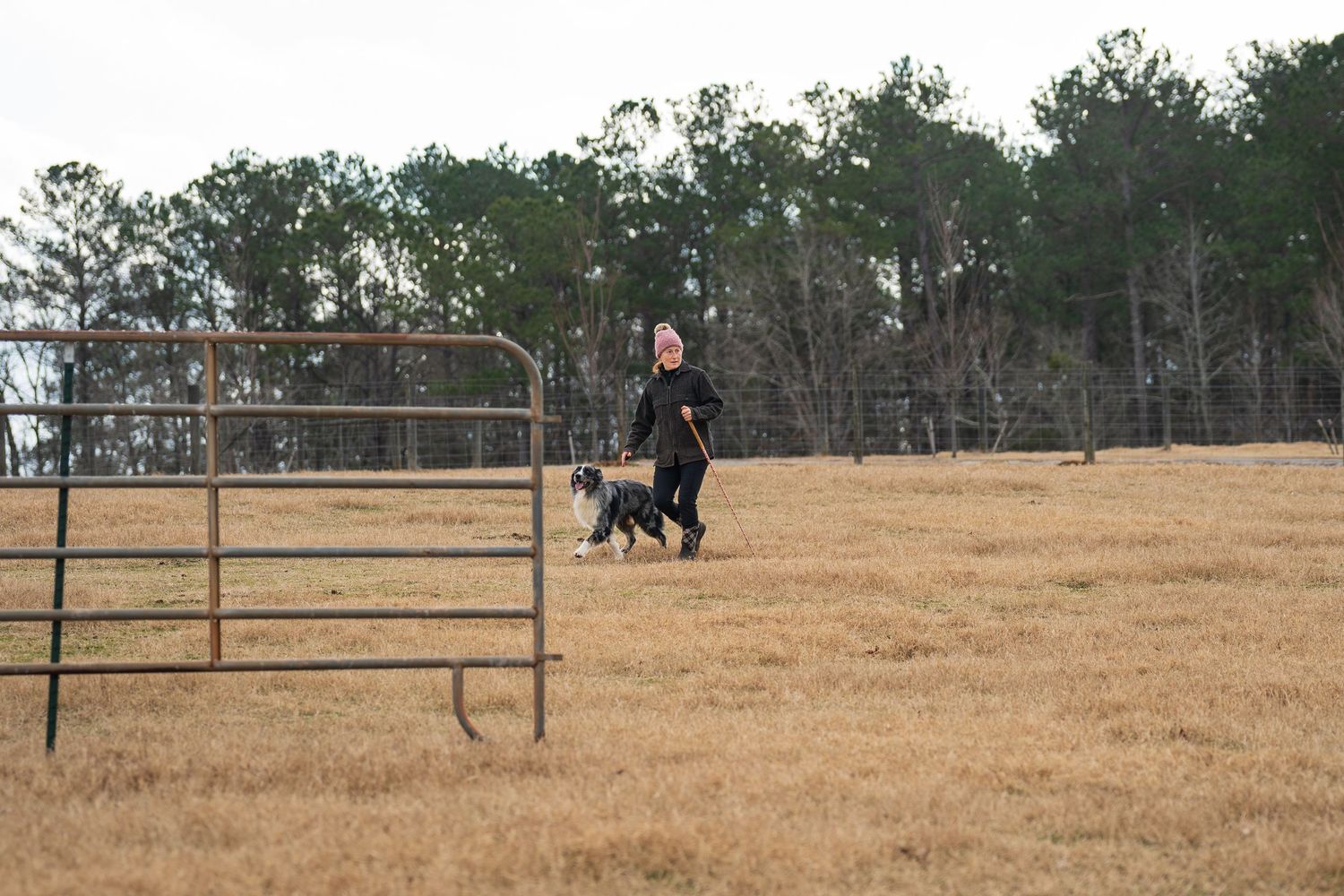 Herding photography- paws for portraits- Georgia dog photographer