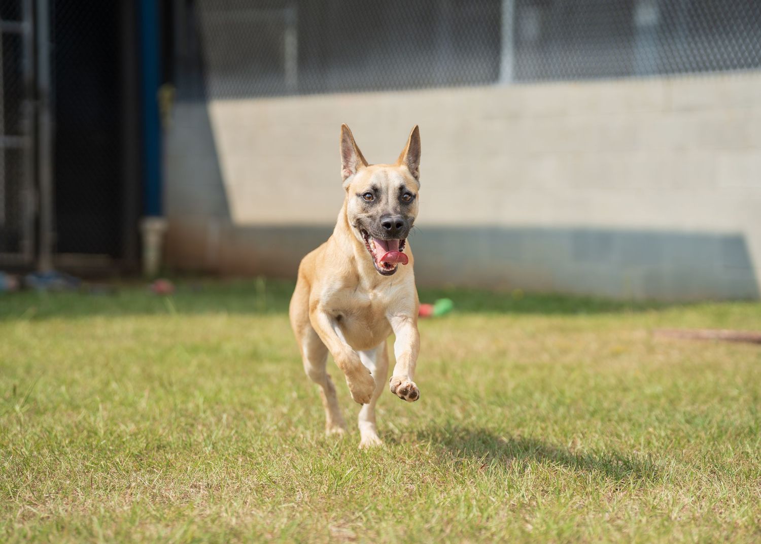 Mix breed at the shelter- Warner Robins Animal Control