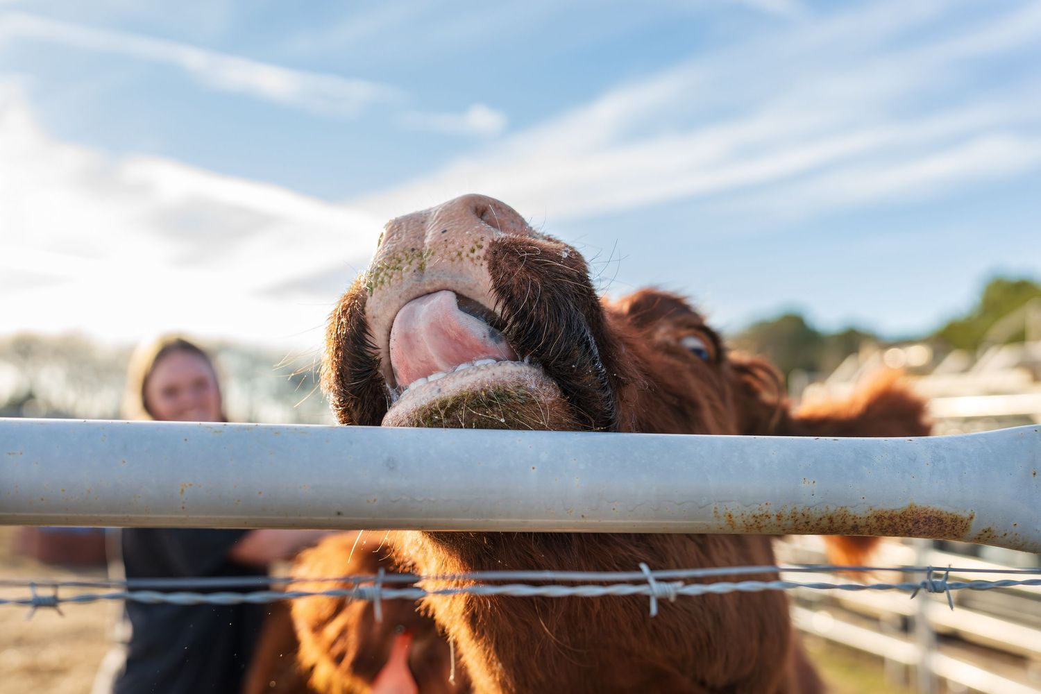 Cow photography- central georgia