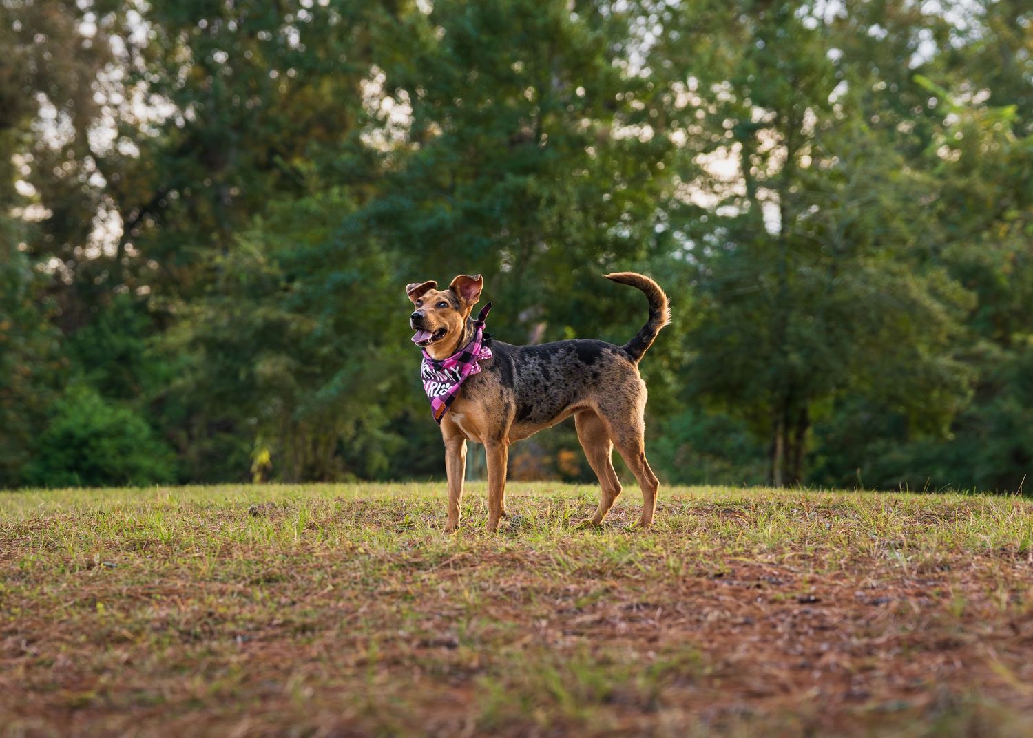 Mixed-breed dog standing on a grassy hill during an outdoor portrait session in Perry, Georgia