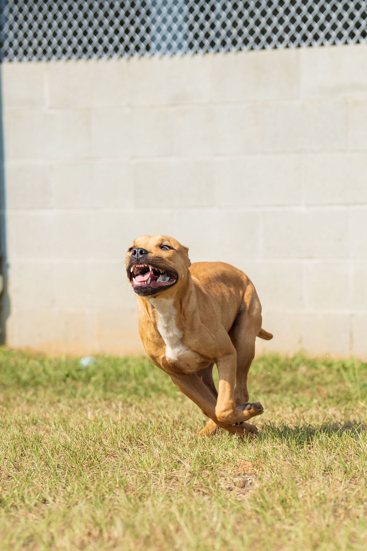 Mix breed at the shelter- Warner Robins Animal Control