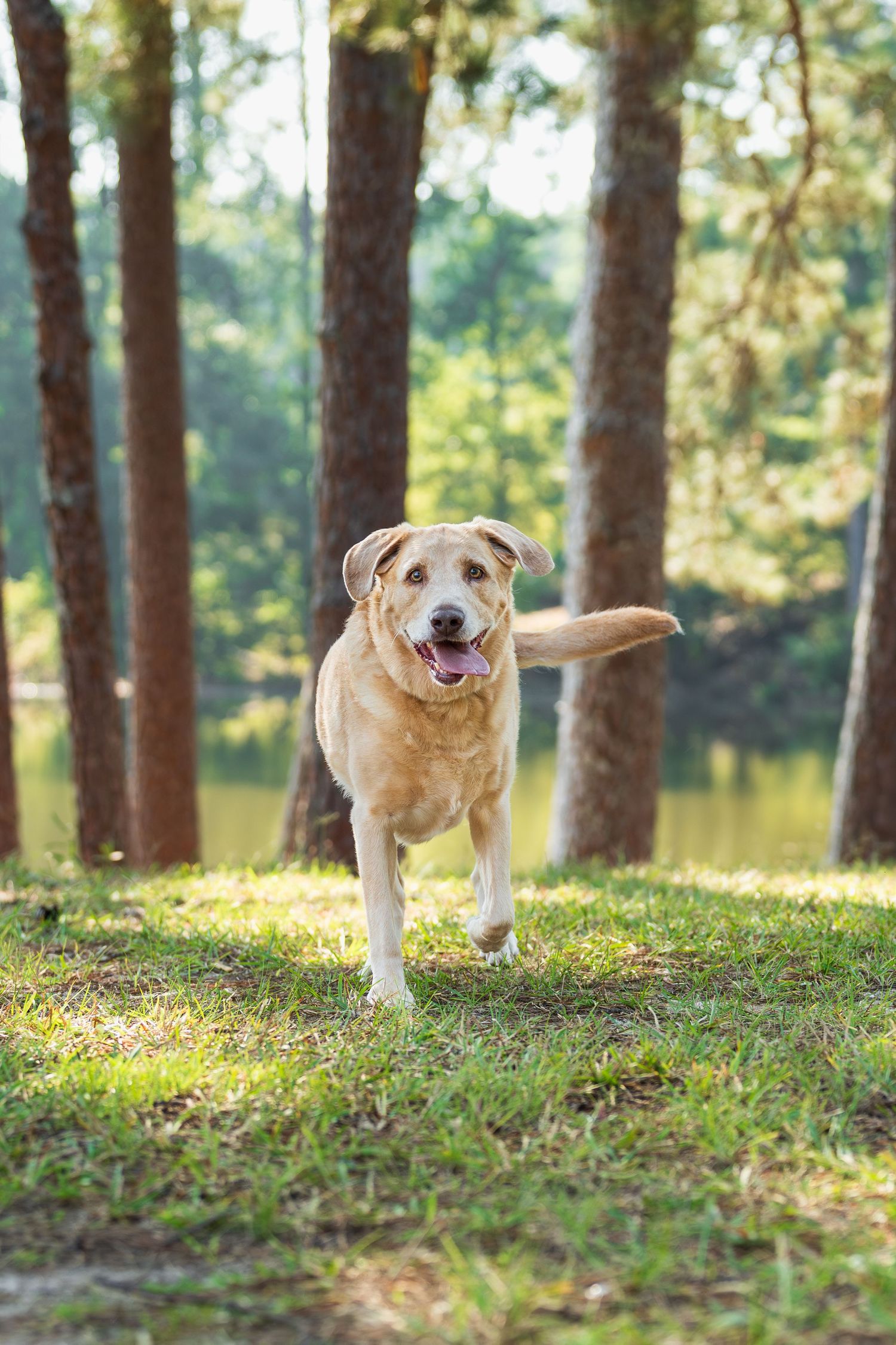 Lab mix running at Razor Park- Perry, GA