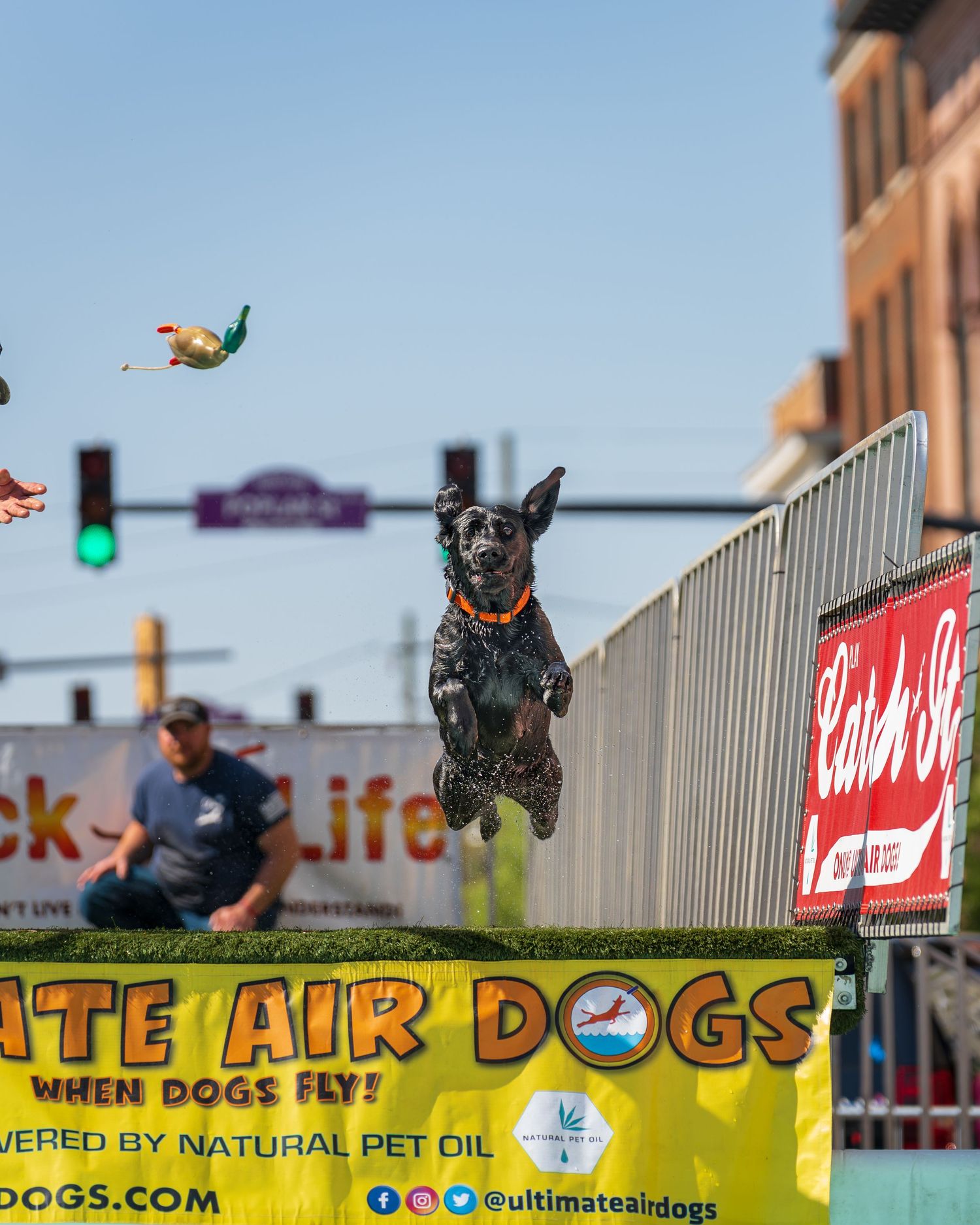 dock diving dog photography- paws for portraits- Georgia dog photographer
