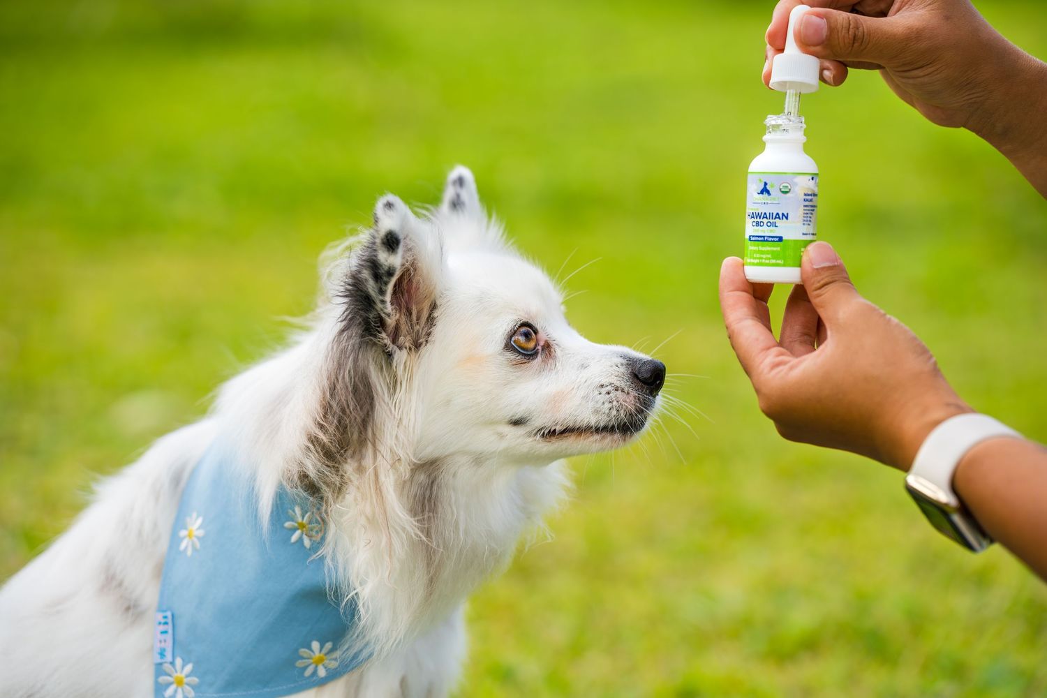 Commercial and small business pet/dog/cat photography- Paws for Portraits- Georgia- Hawaii
