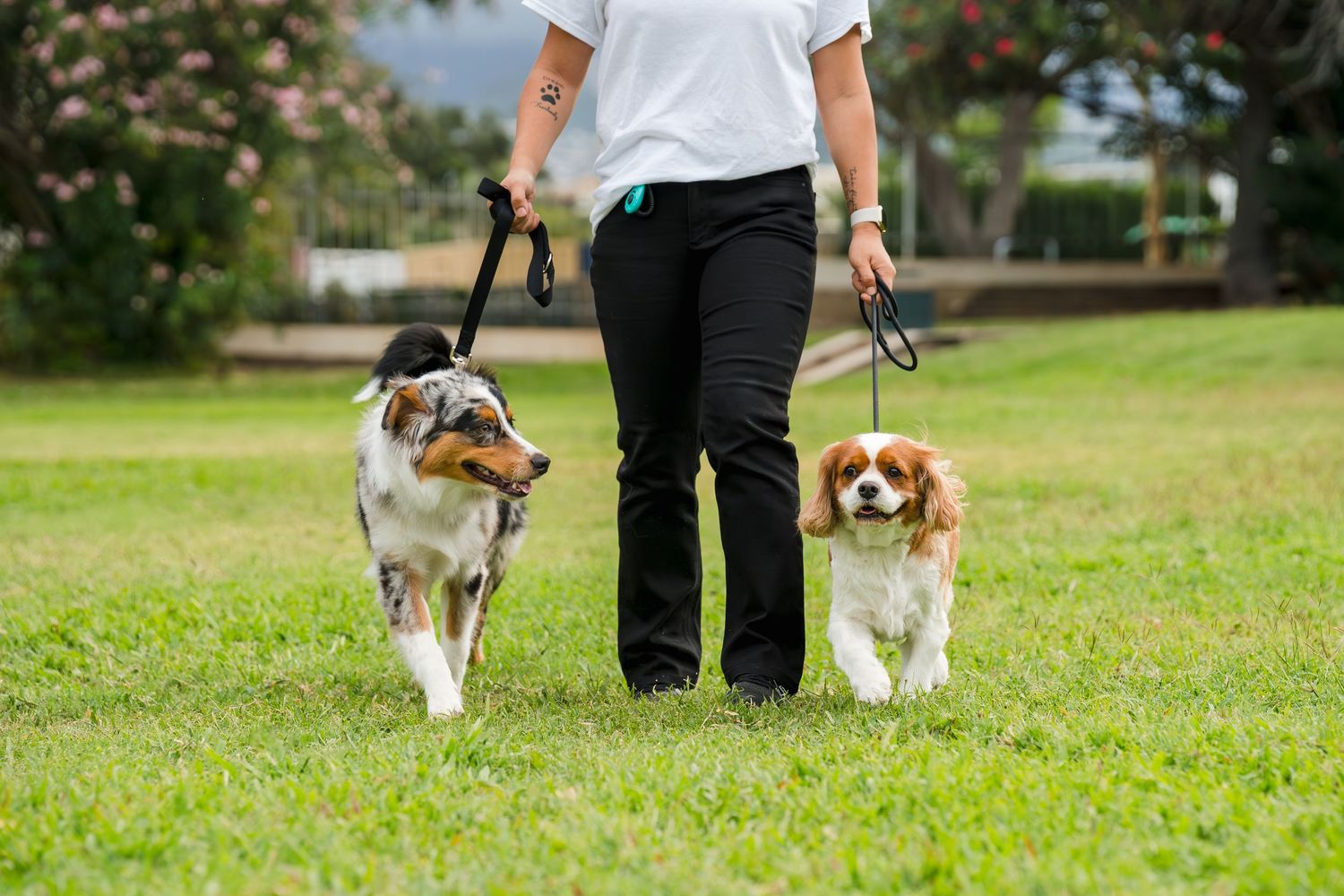 Commercial pet/dog/cat photography- Paws for Portraits- Georgia- Hawaii
