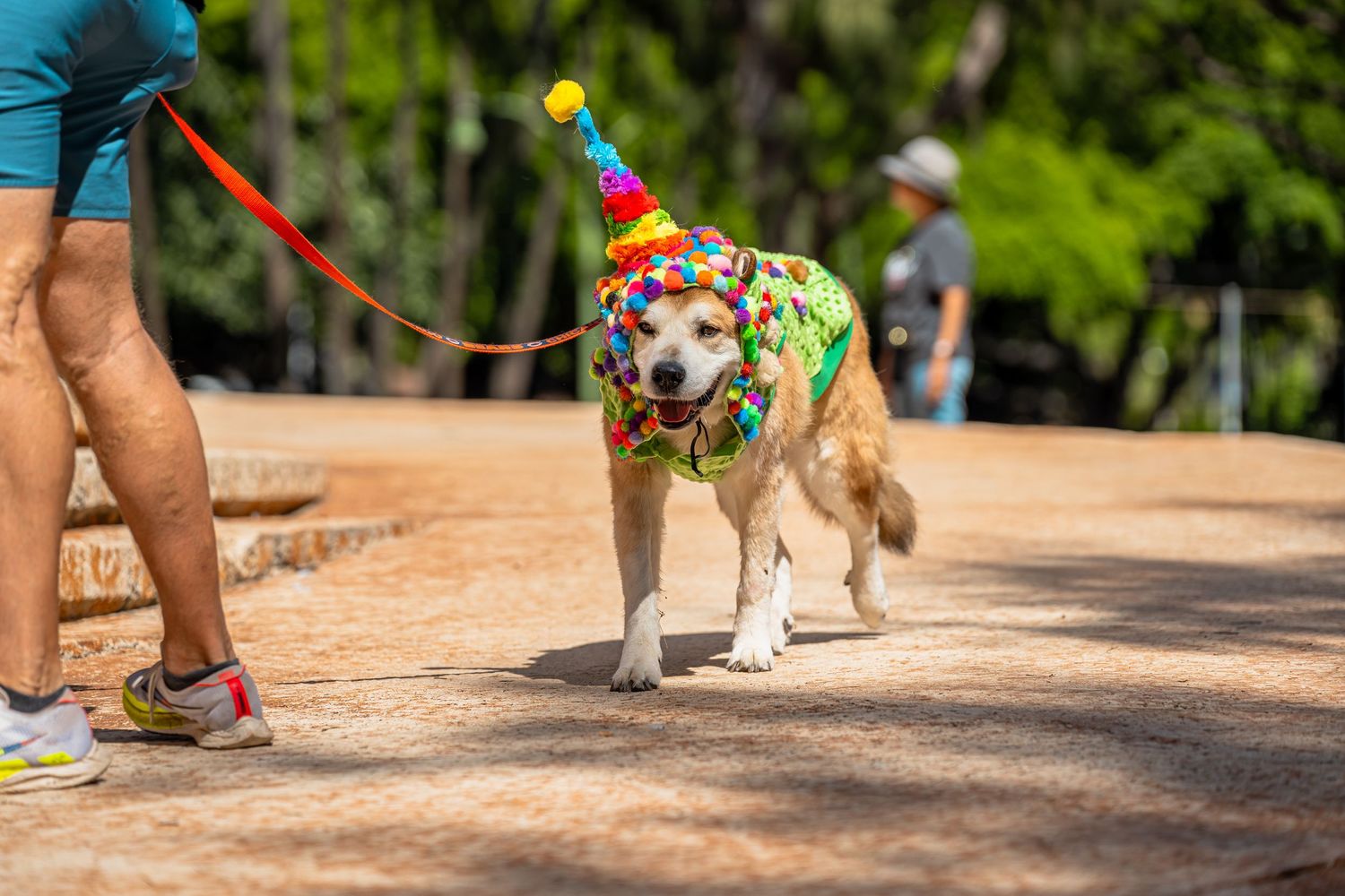 Dog photography- Event photography- pet photographer- paws for portraits