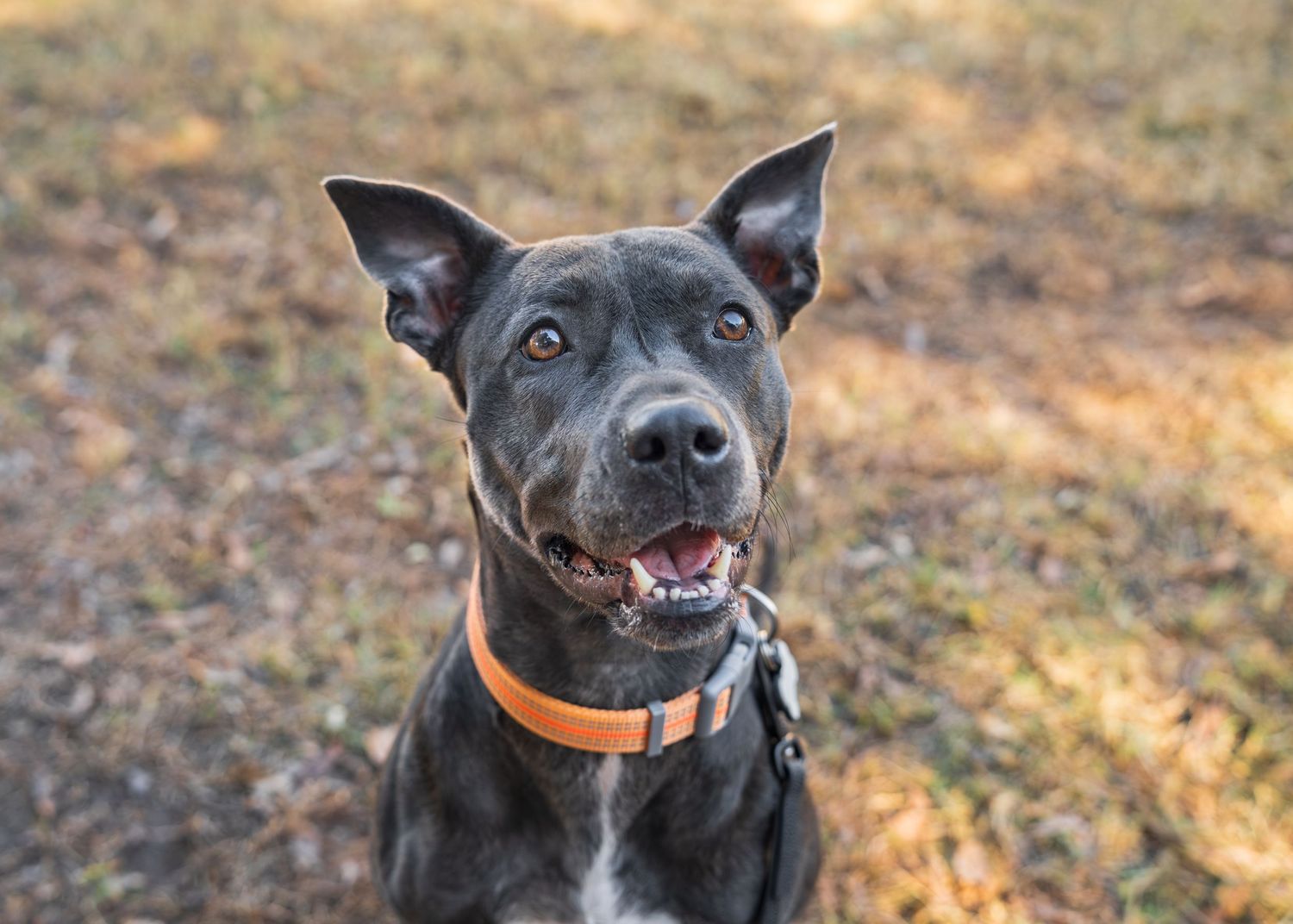 Foster dog- peaches marie- adoptable through paws in middle Goergia- Pittie mix