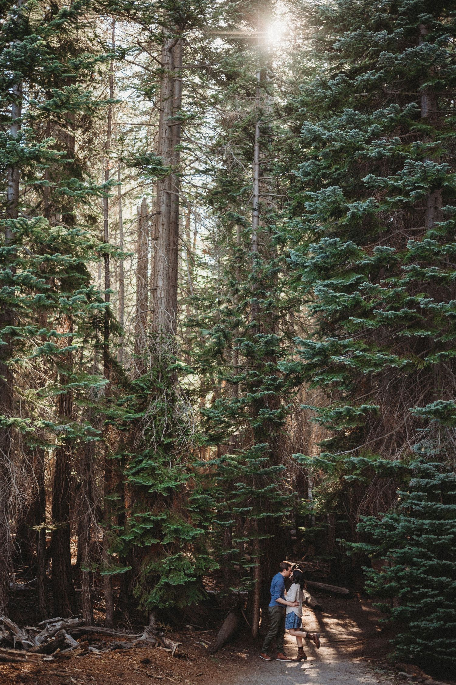 Sunlight streams through towering evergreen trees in a dense mountain forest with hikers on a trail.