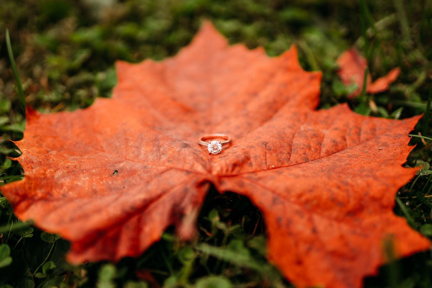 A vibrant orange autumn leaf with a water droplet resting on its surface, showcasing nature's delicate beauty.