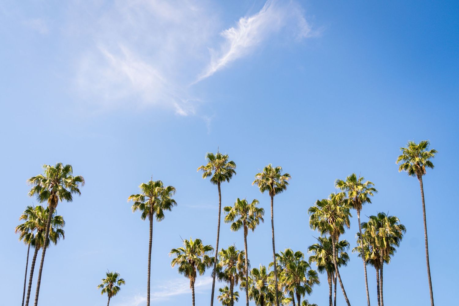 Palm Trees