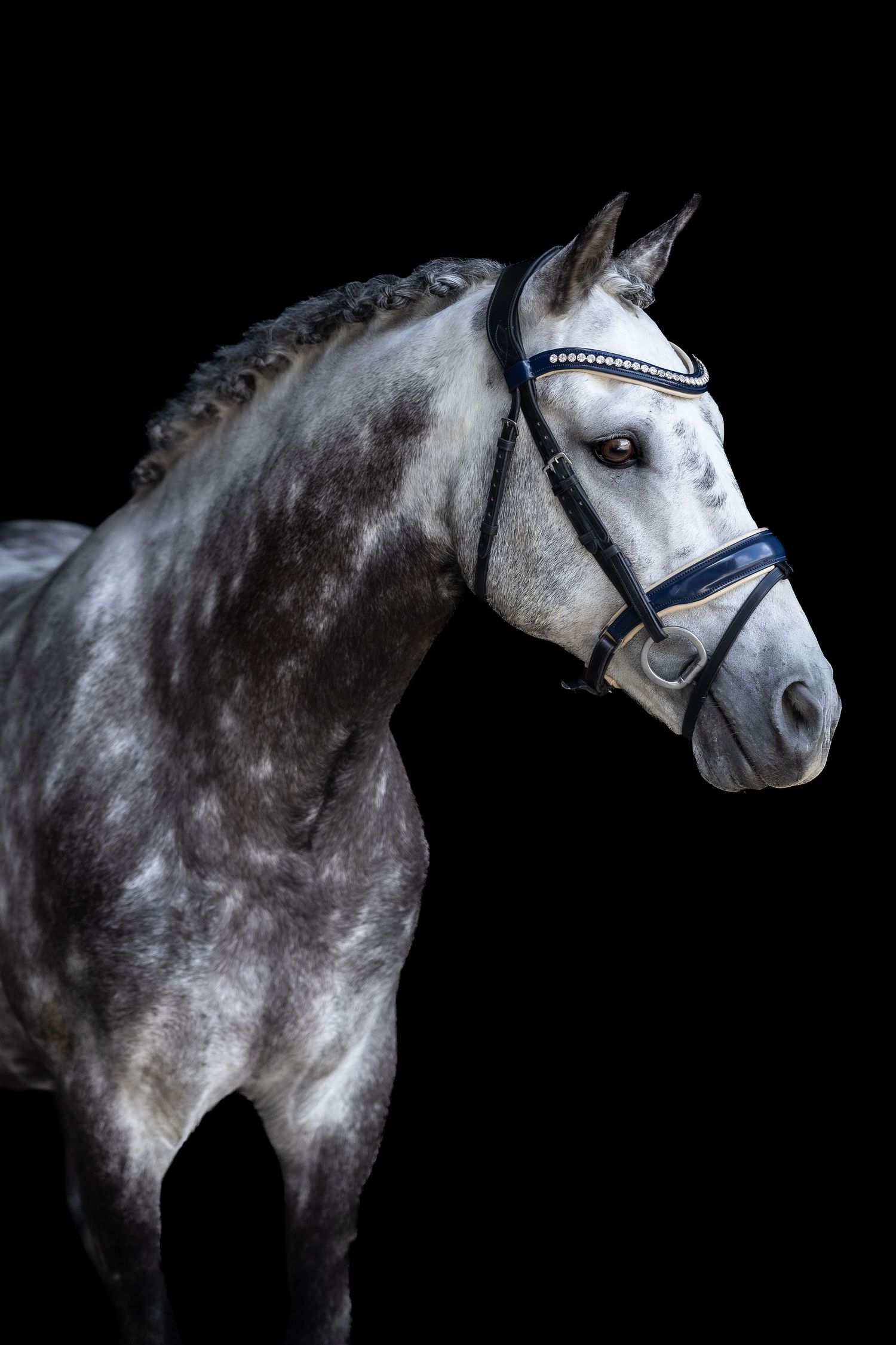 dressage horse ontario, sale horse ontario, stallion ontario, hunter jumper stallion, dressage horse, dressage photographer, show photo