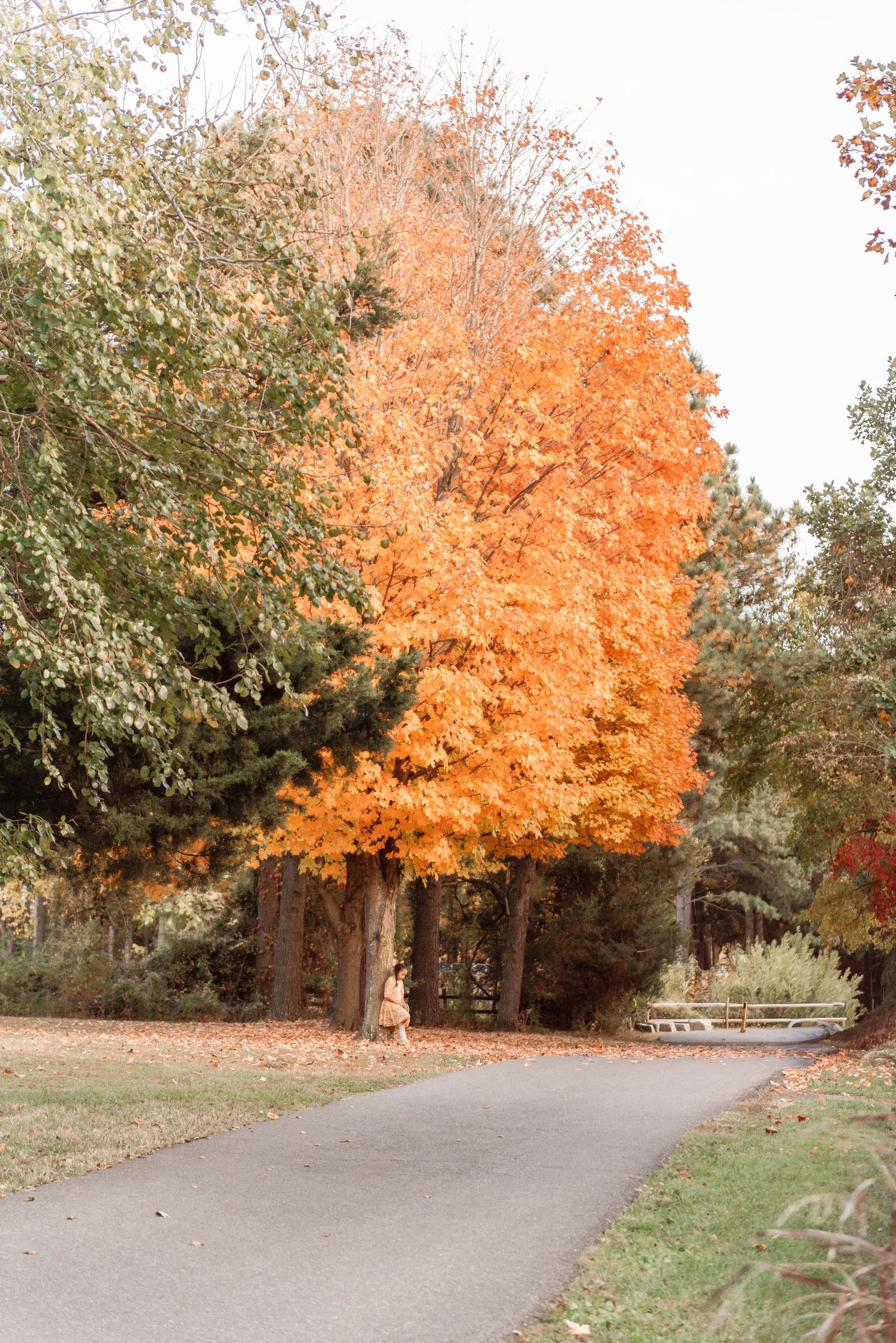 A vibrant orange autumn maple tree stands beside a winding pathway in a peaceful park setting.