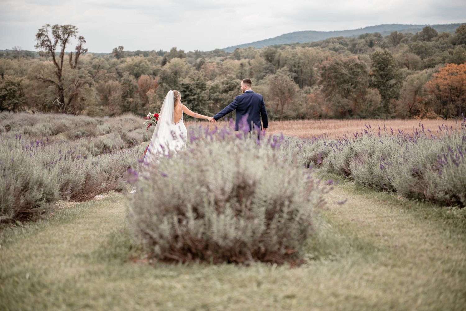 Bride and groom walking hand in hand through rows of blooming lavender fields with mountain backdrop.