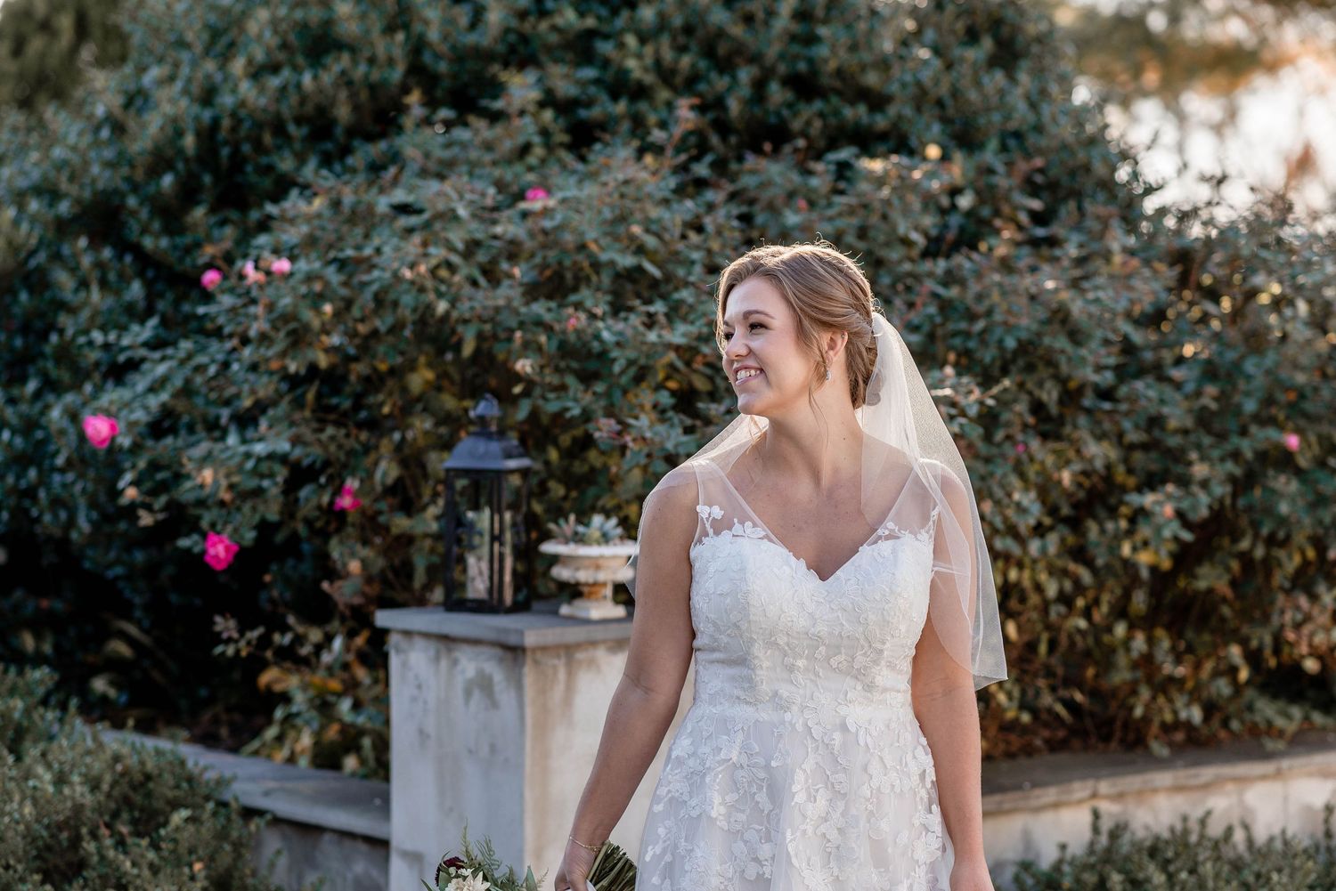 Beautiful bride in lace gown and veil standing outdoors near blooming rose bushes.